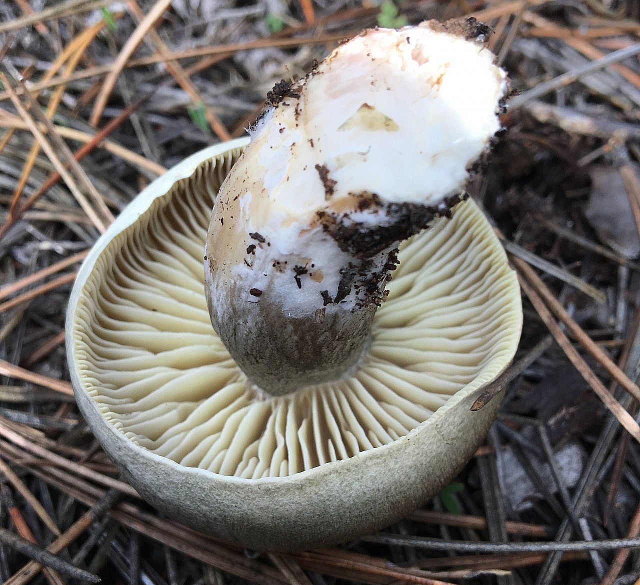 Рядовка мыльная (Tricholoma saponaceum)