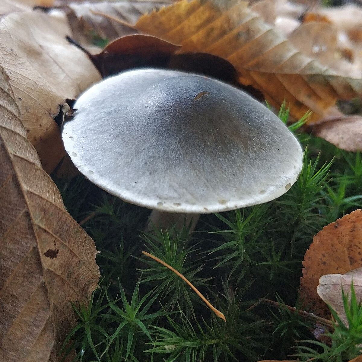 Рядовка мыльная (Tricholoma saponaceum)