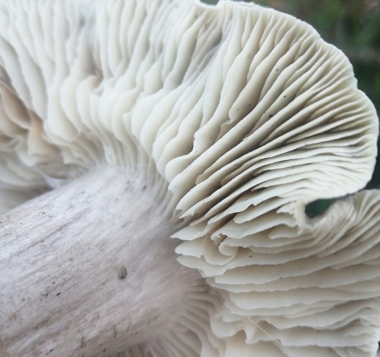 Рядовка мыльная (Tricholoma saponaceum)