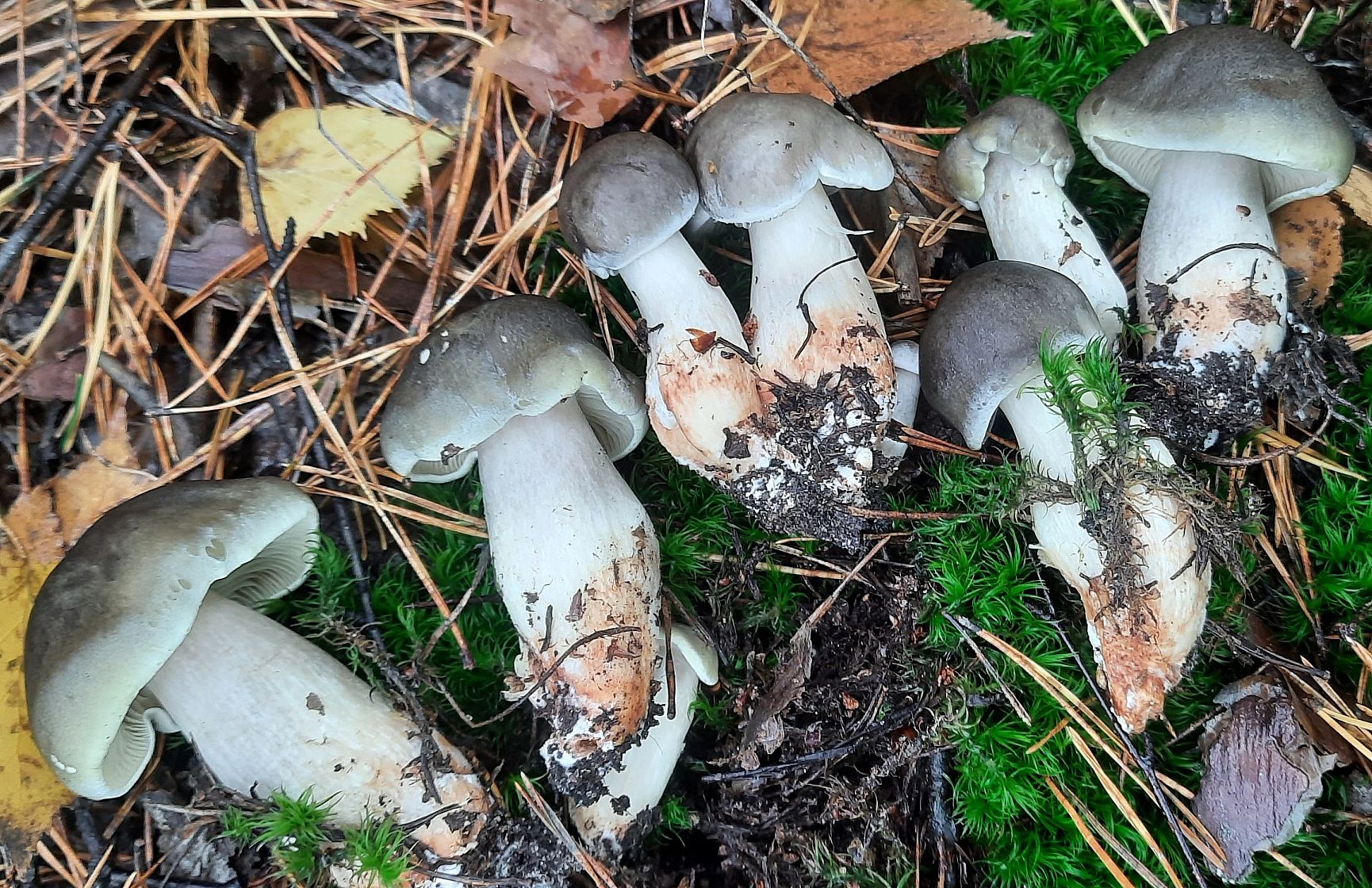 Рядовка мыльная (Tricholoma saponaceum)