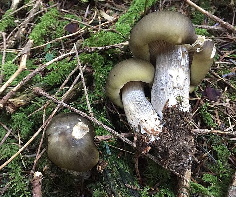 Рядовка мыльная (Tricholoma saponaceum)
