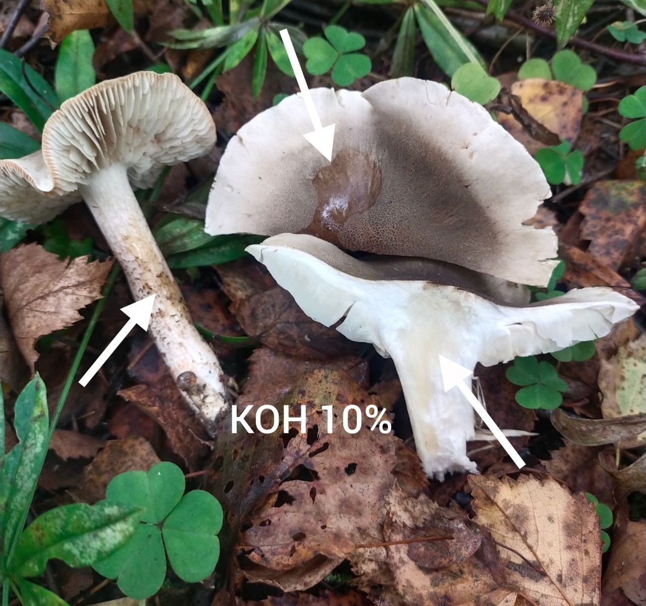 Рядовка мыльная (Tricholoma saponaceum)