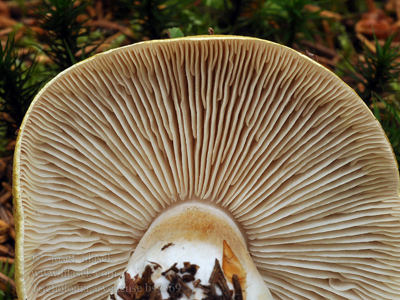 Рядовка овернская (Tricholoma arvernense)