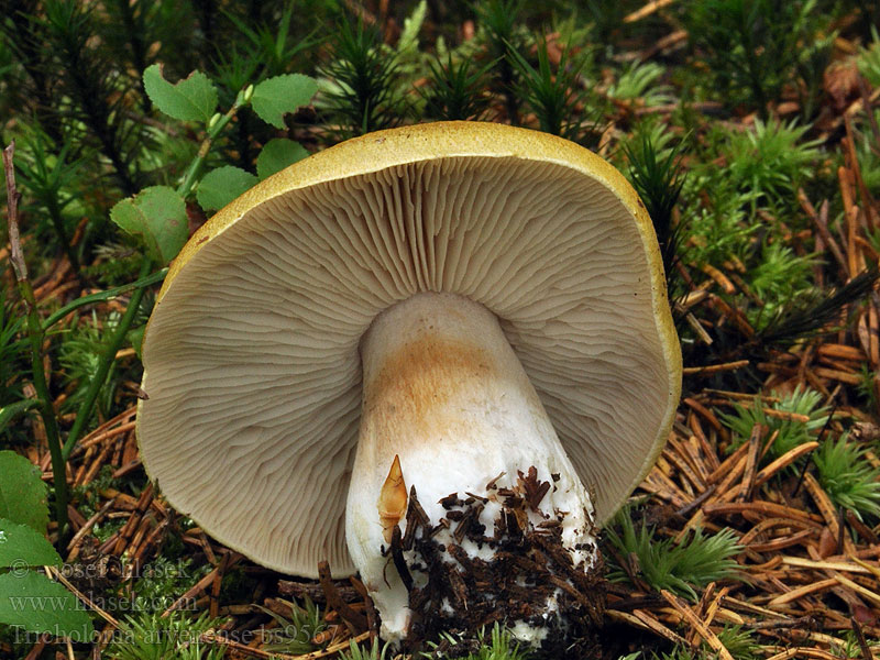 Рядовка овернская (Tricholoma arvernense)