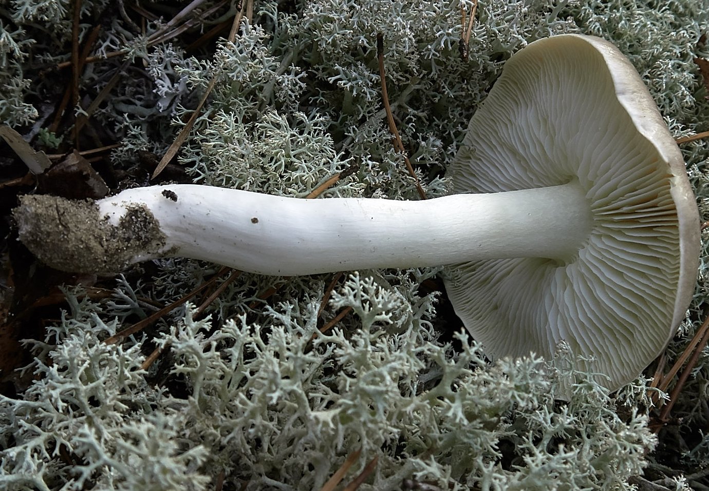 Рядовка серая - Tricholoma portentosum