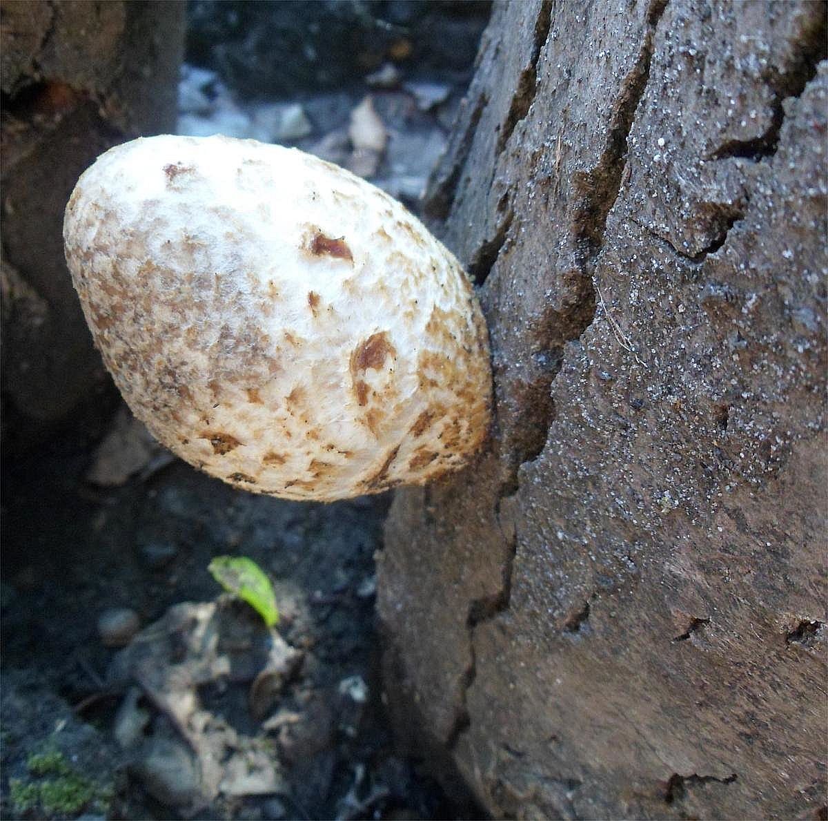 Вольвариелла шелковистая (Volvariella bombycina)