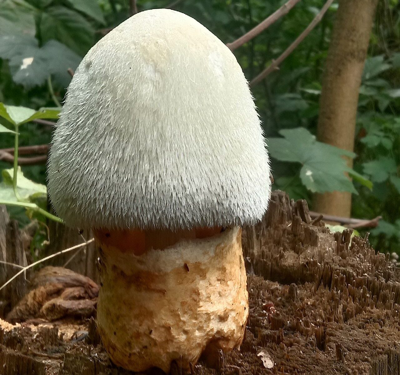 Вольвариелла шелковистая