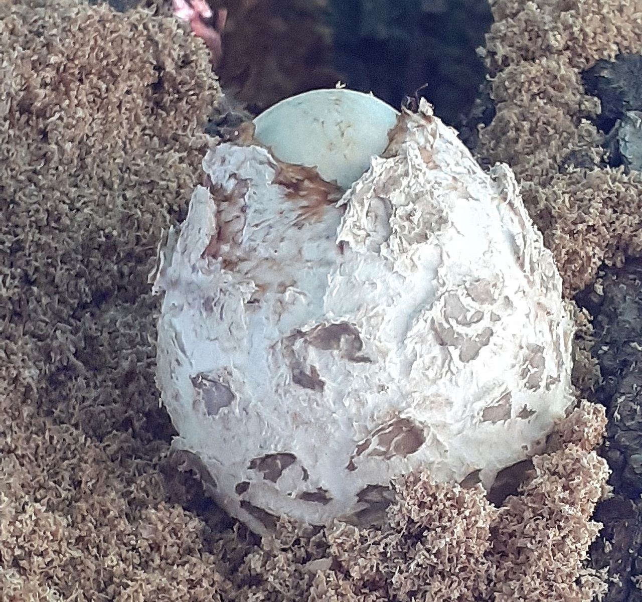 Вольвариелла шелковистая (Volvariella bombycina)