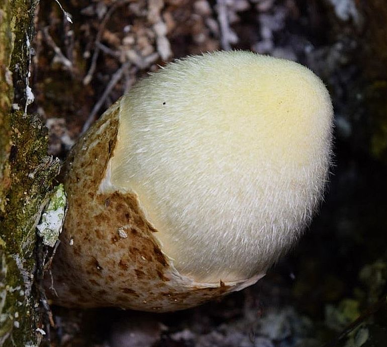 Вольвариелла шелковистая (Volvariella bombycina)