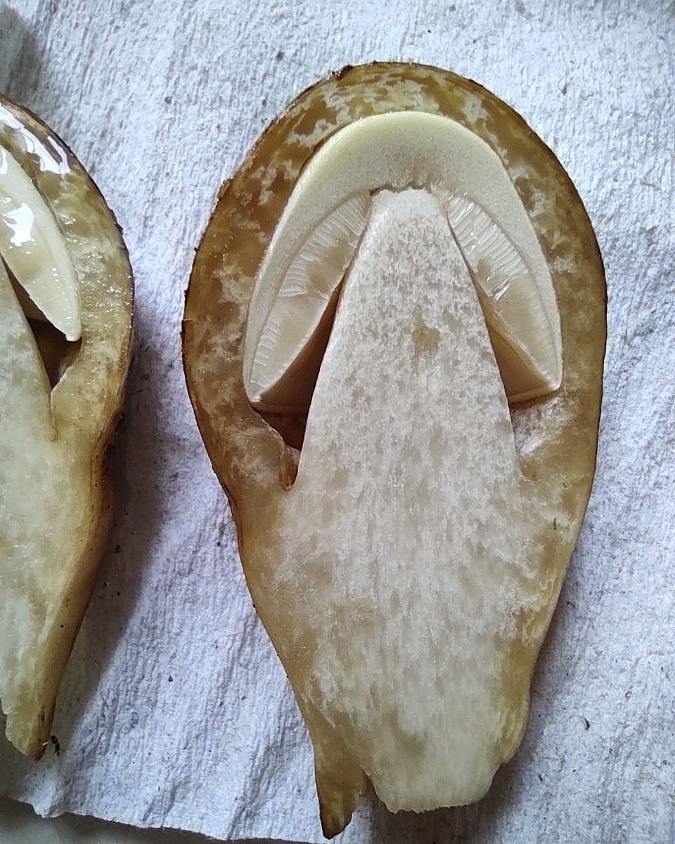 Вольвариелла шелковистая (Volvariella bombycina)