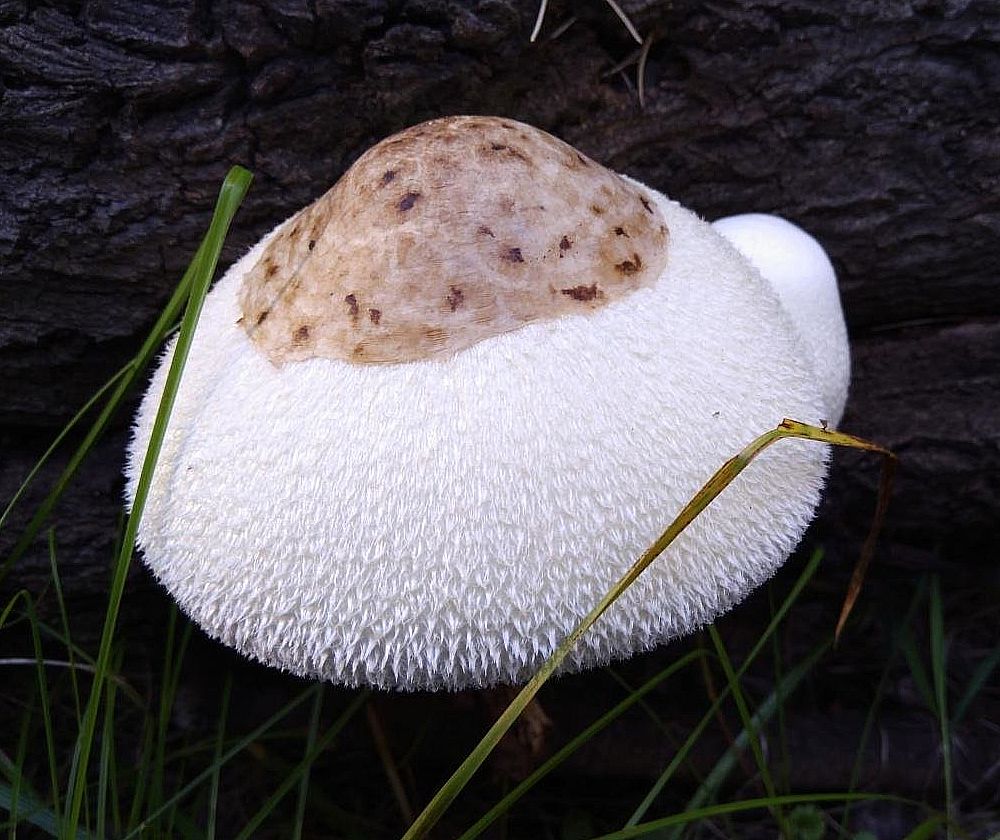 Вольвариелла шелковистая (Volvariella bombycina)