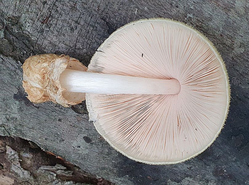 Вольвариелла шелковистая (Volvariella bombycina)