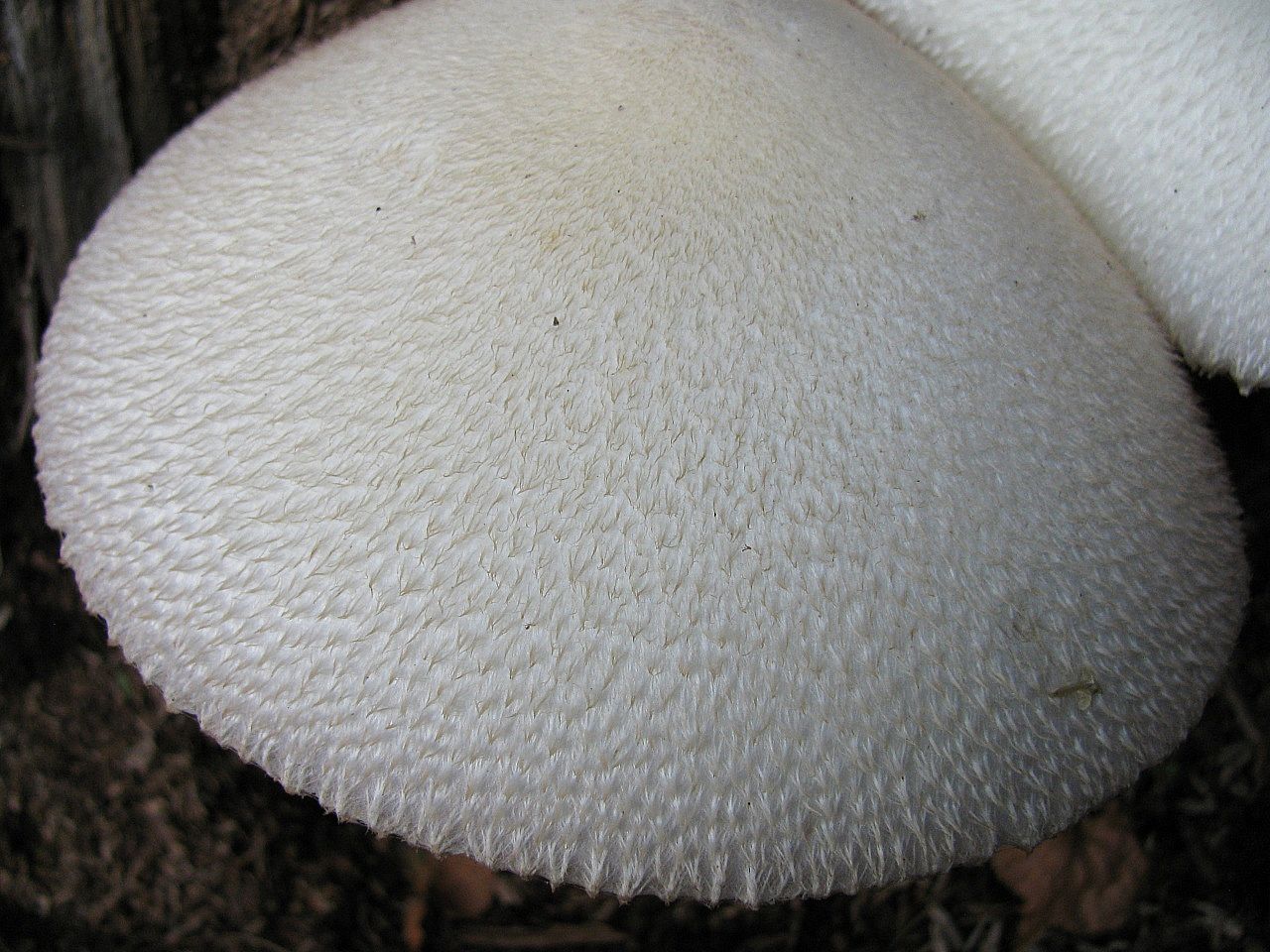 Вольвариелла шелковистая (Volvariella bombycina)