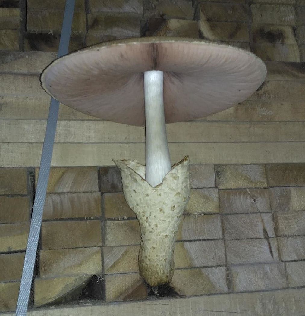 Вольвариелла шелковистая (Volvariella bombycina)