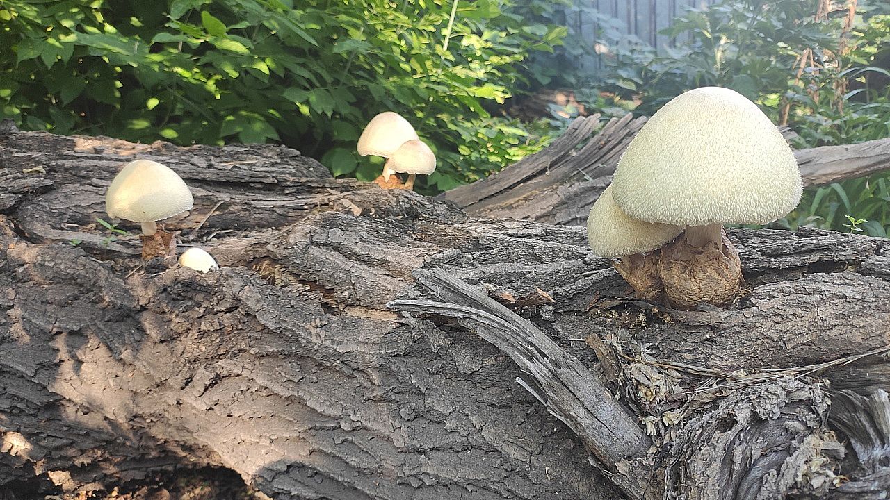 Вольвариелла шелковистая (Volvariella bombycina)