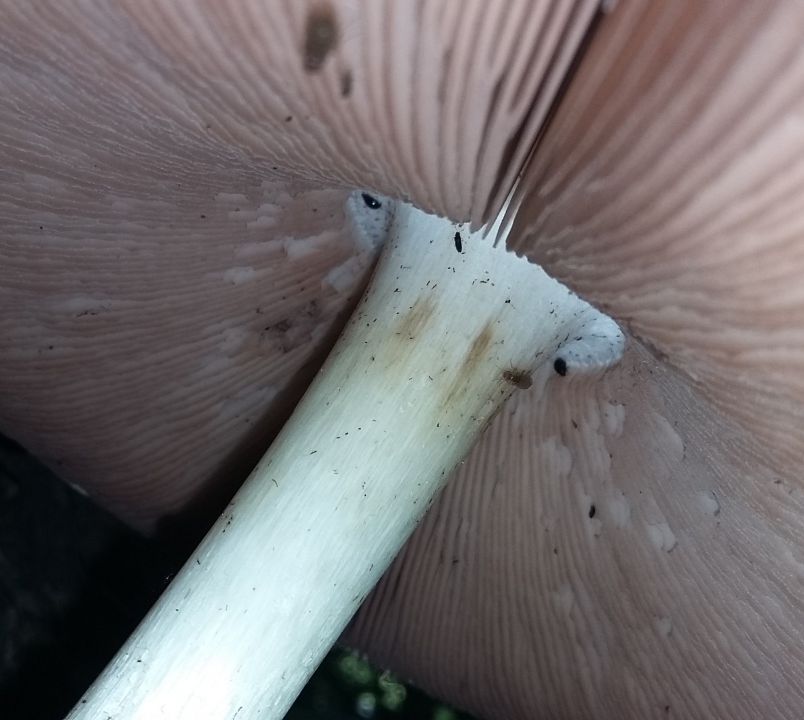 Гриб для определения