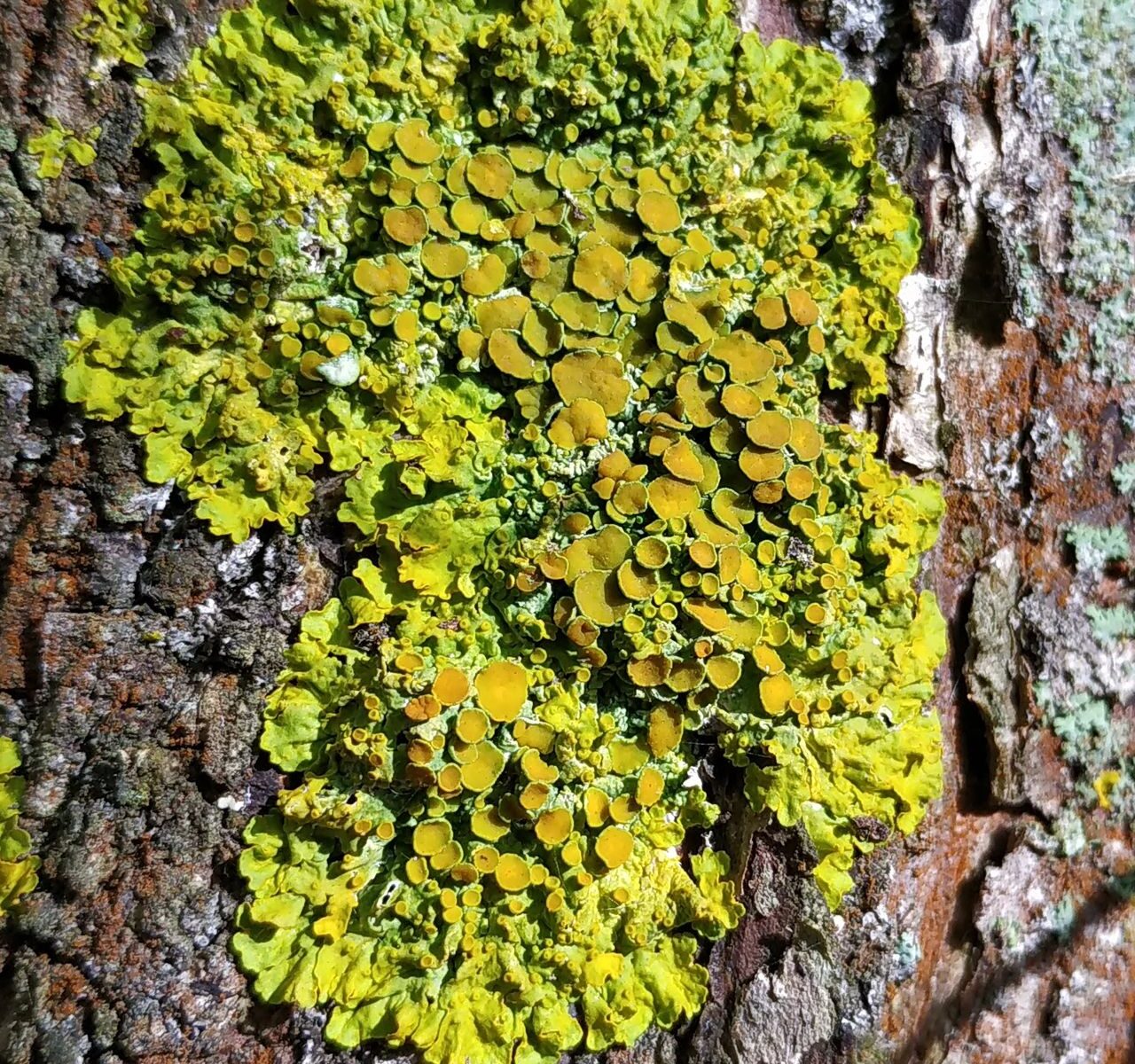 Ксантория настенная (Xanthoria parietina)