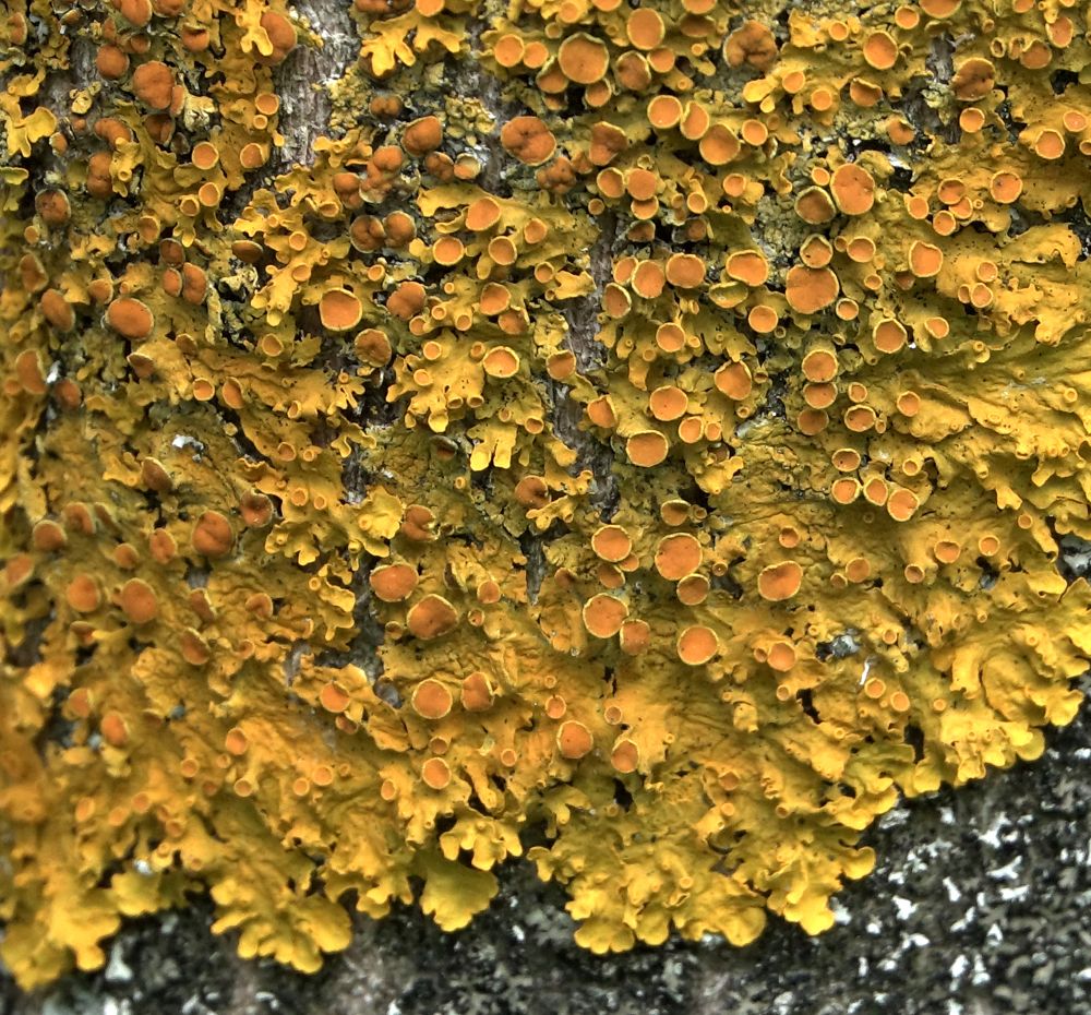Ксантория настенная (Xanthoria parietina)