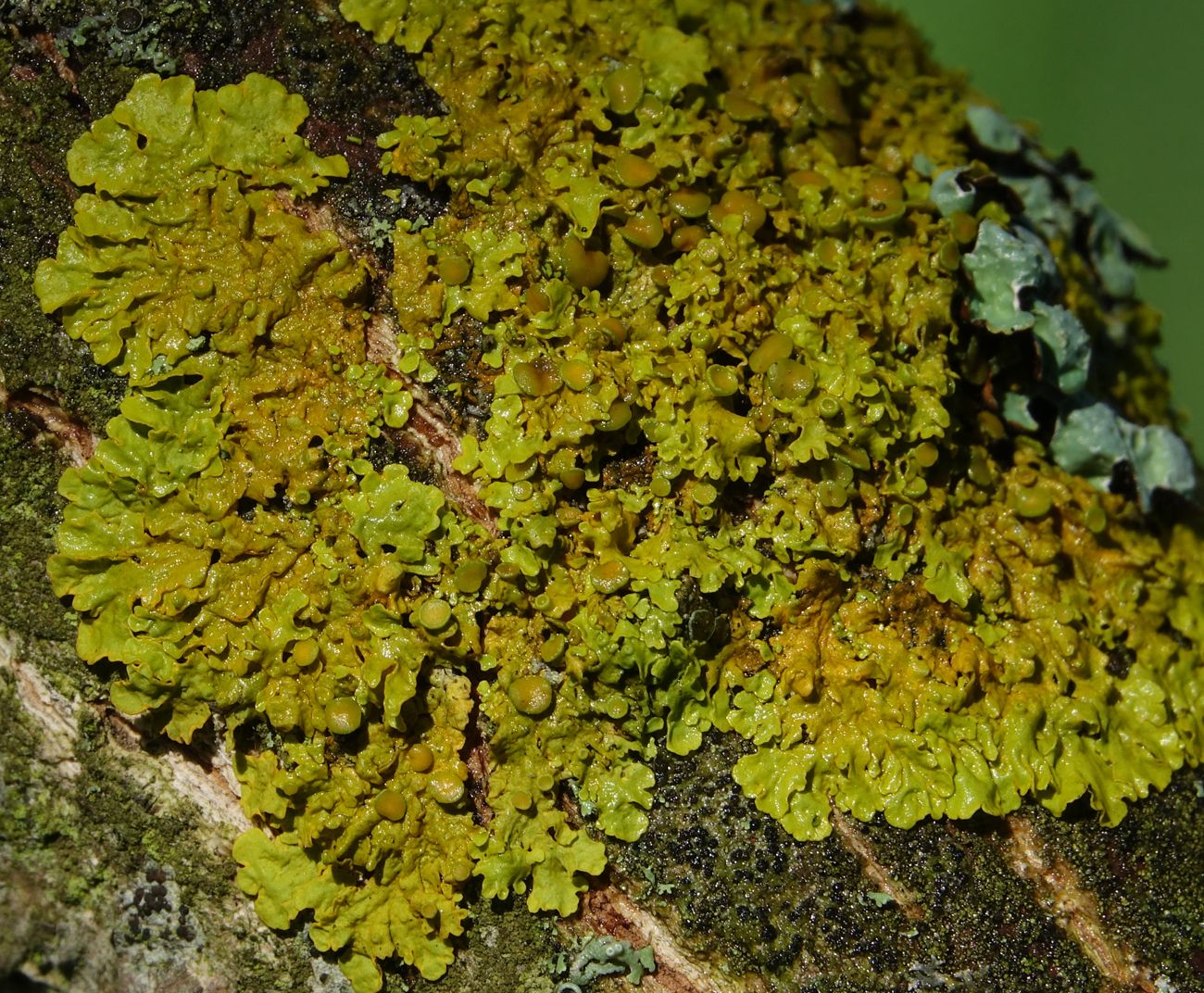 Ксантория настенная (Xanthoria parietina)