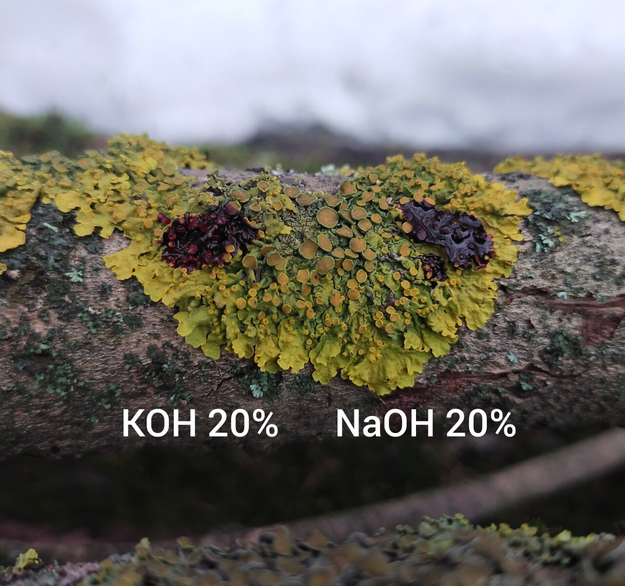 Ксантория настенная (Xanthoria parietina)
