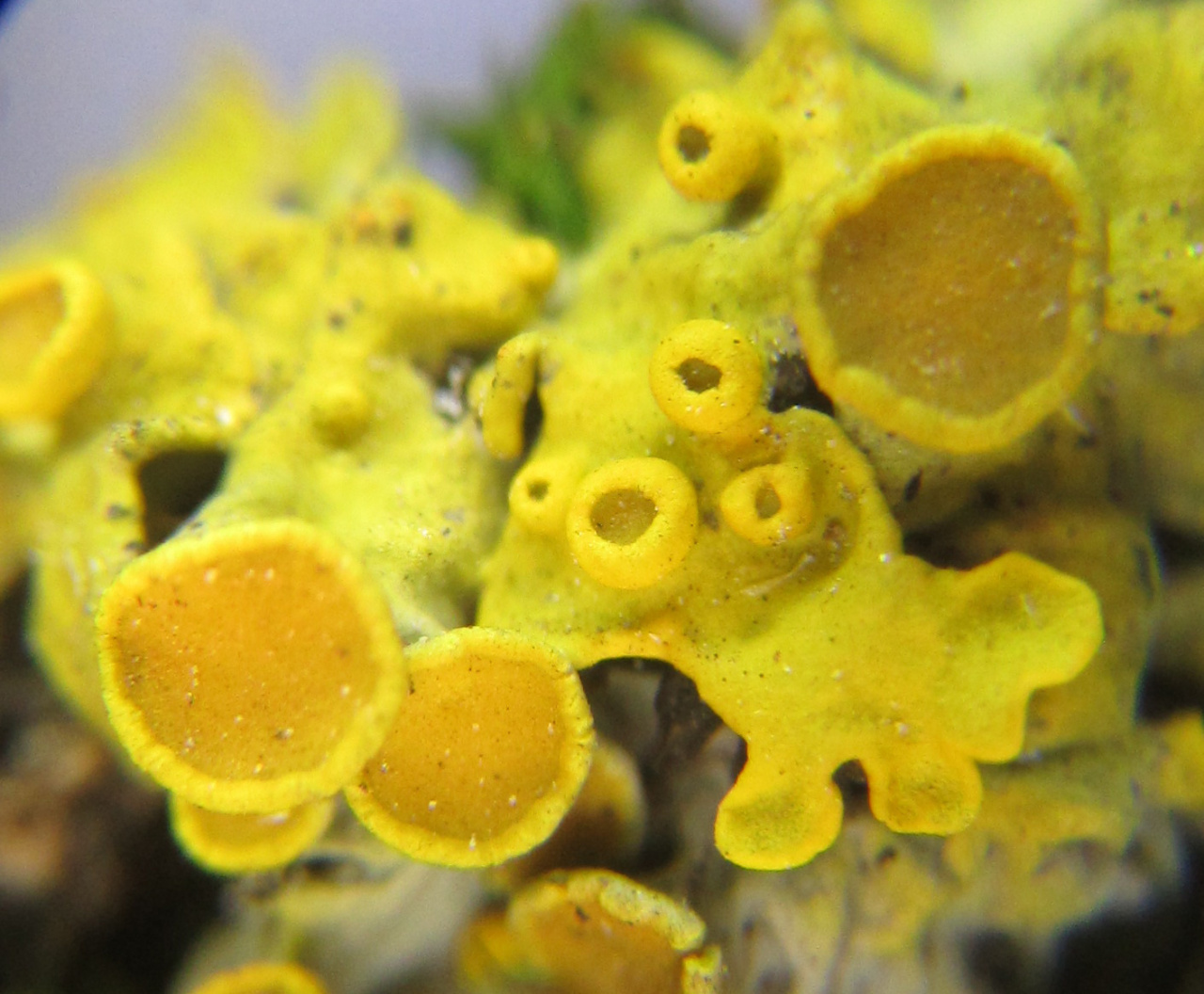 Ксантория настенная (Xanthoria parietina)