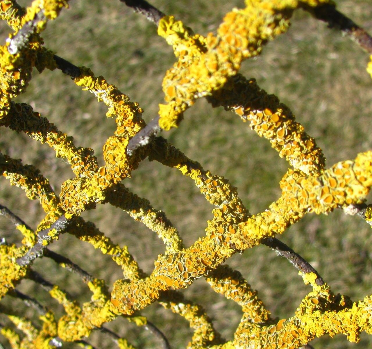 Ксантория настенная (Xanthoria parietina)