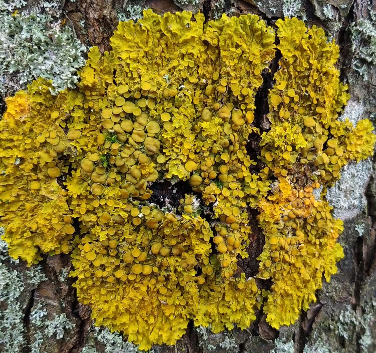 Ксантория настенная (Xanthoria parietina)
