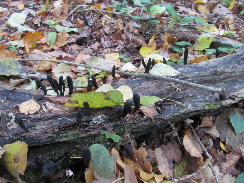 Ксилярия многообразная (Xylaria polymorpha)