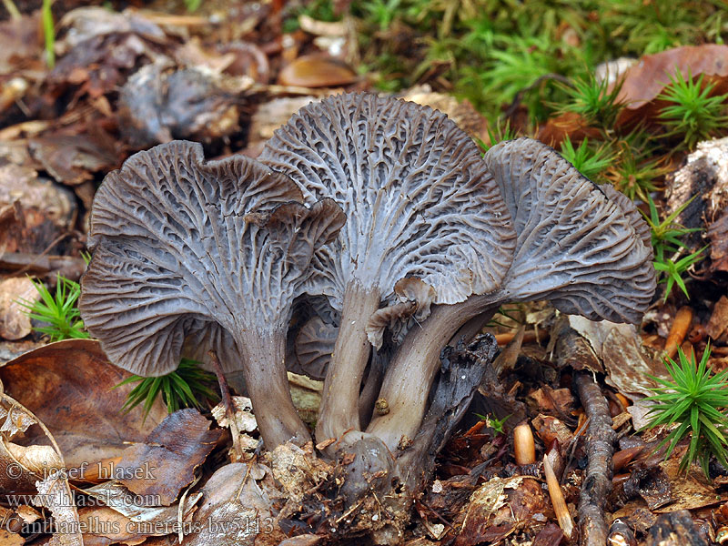Лисичка серая (Cantharellus cinereus)
