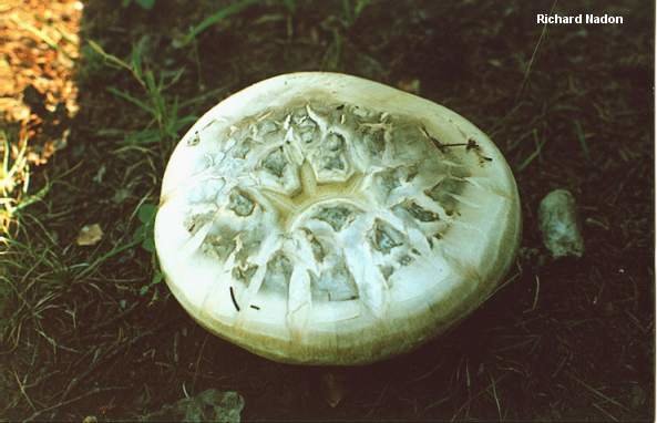 Шампиньон сахалинский (Catathelasma ventricosum)