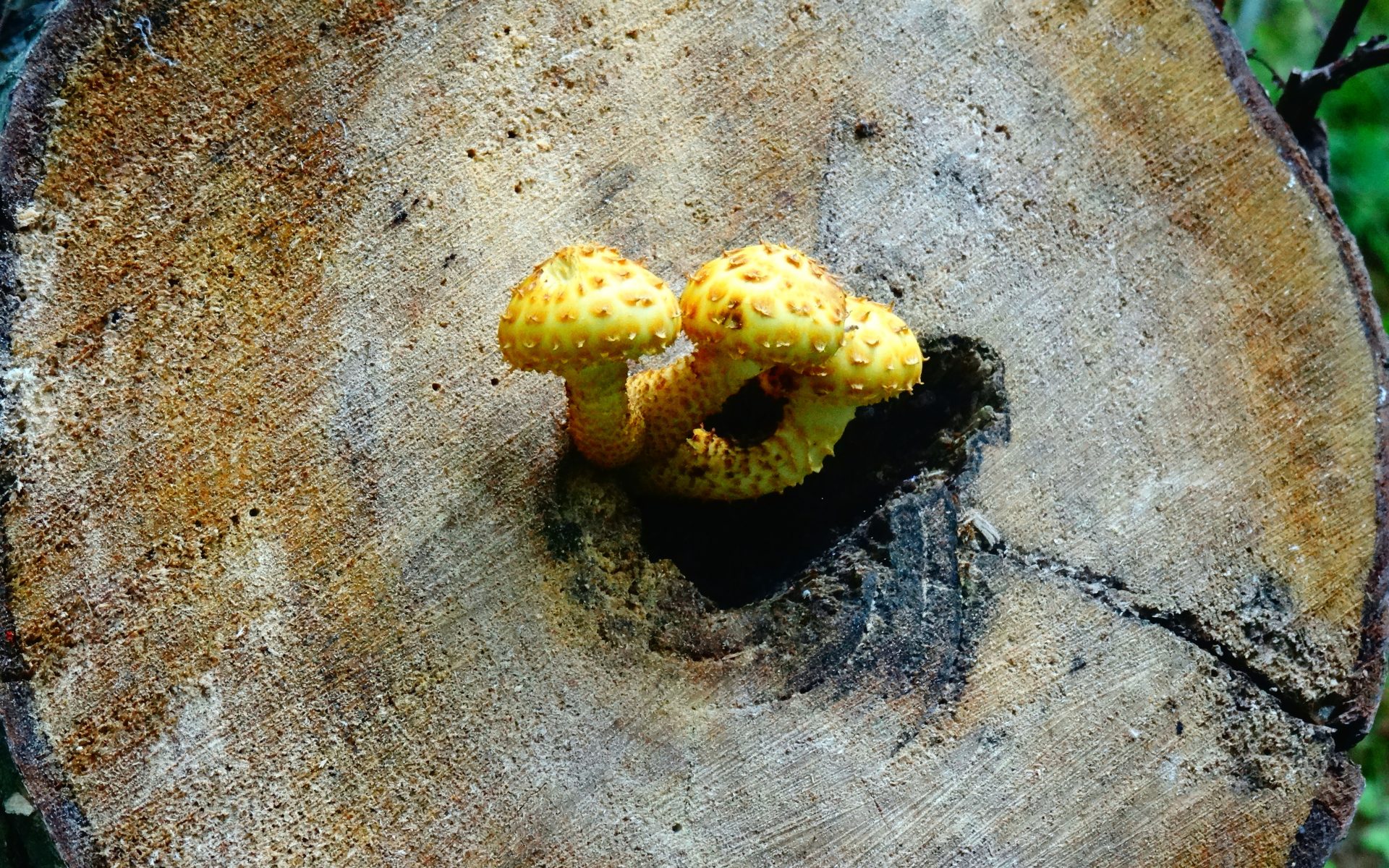 Чешуйчатка золотистая Pholiota aurivella