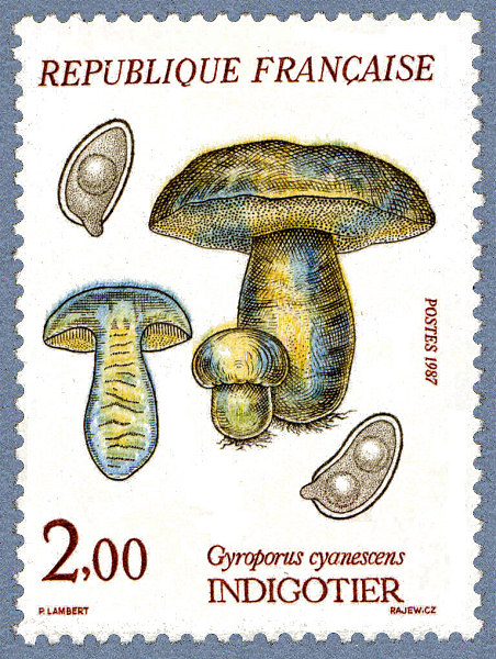 Гиропорус синеющий Gyroporus cyanescens