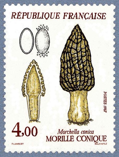 Сморчок съедобный Morchella esculenta
