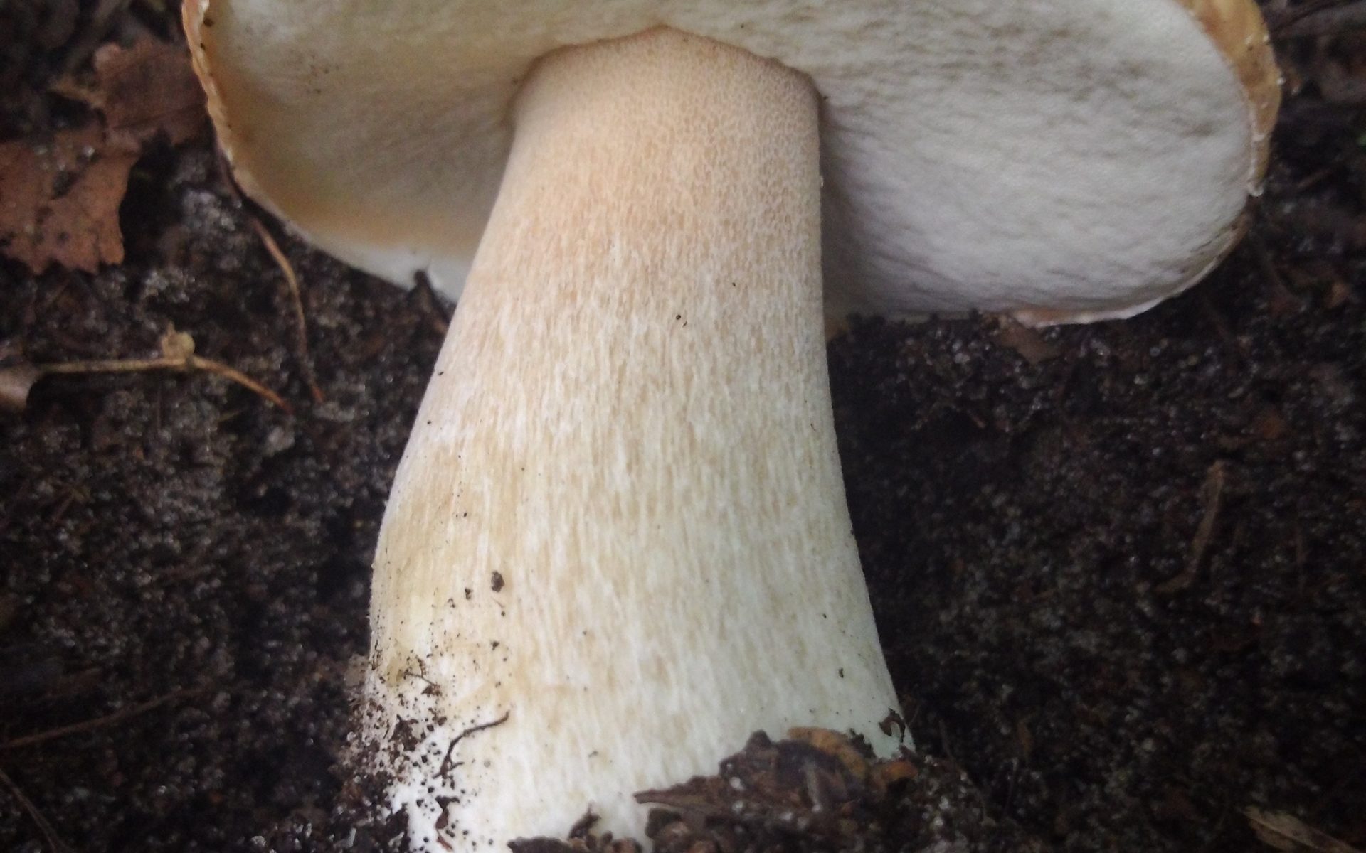 Белый гриб берёзовый Boletus betulicola