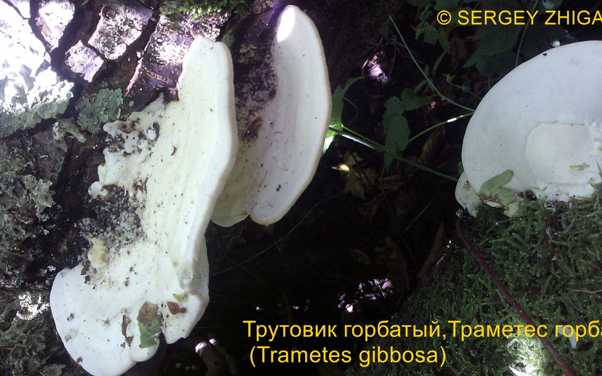 Траметес горбатый Trametes gibbosa