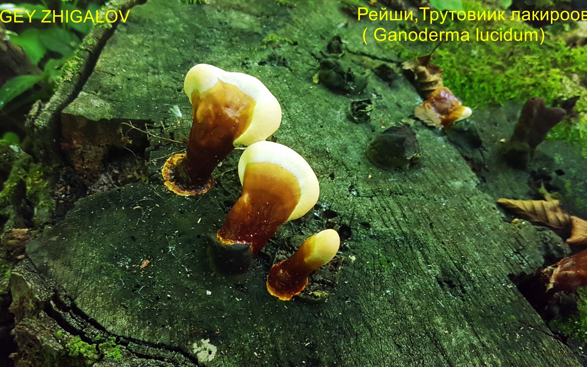 Трутовик лакированный (Гриб Рейши) Ganoderma lucidum