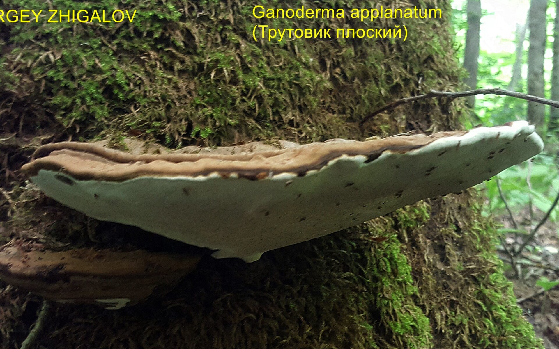 Трутовик плоский Ganoderma applanatum
