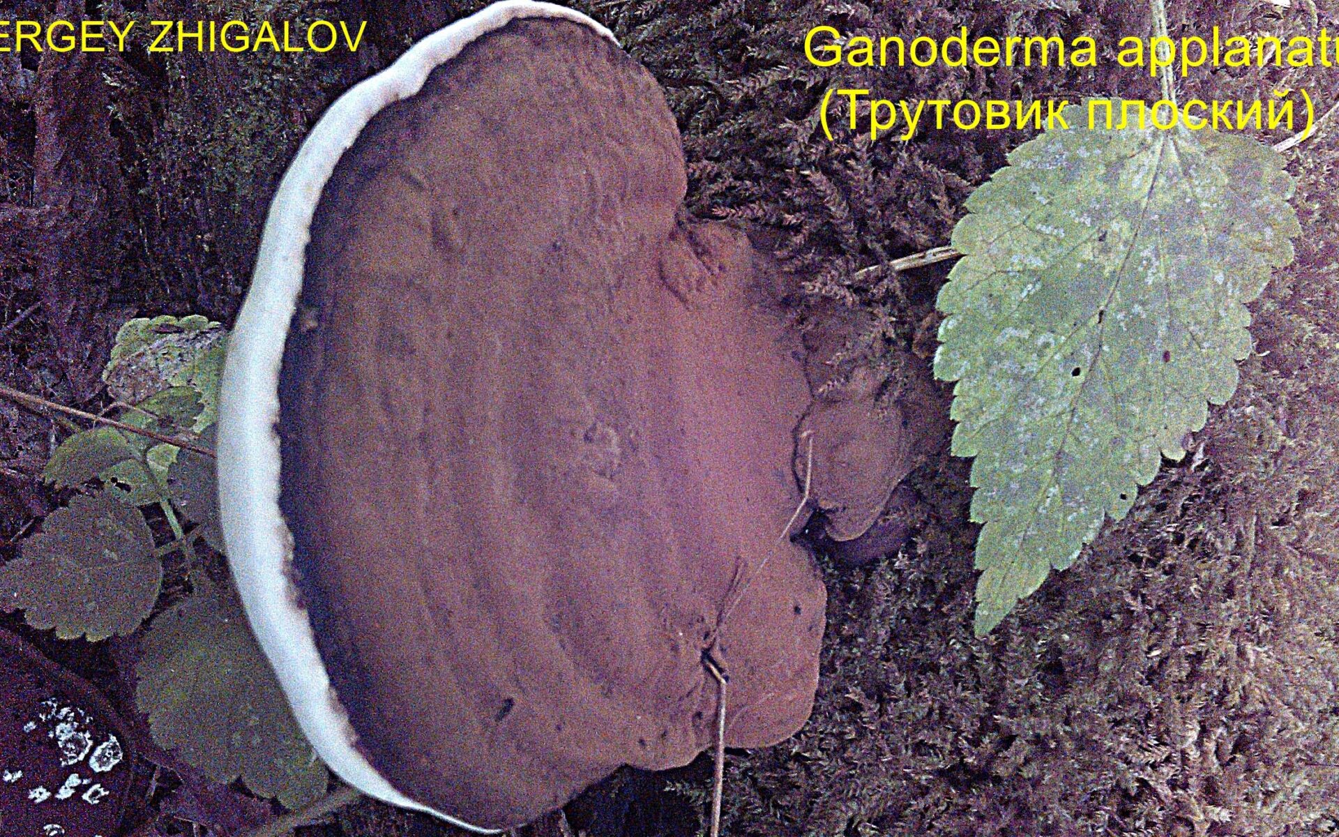Трутовик плоский Ganoderma applanatum