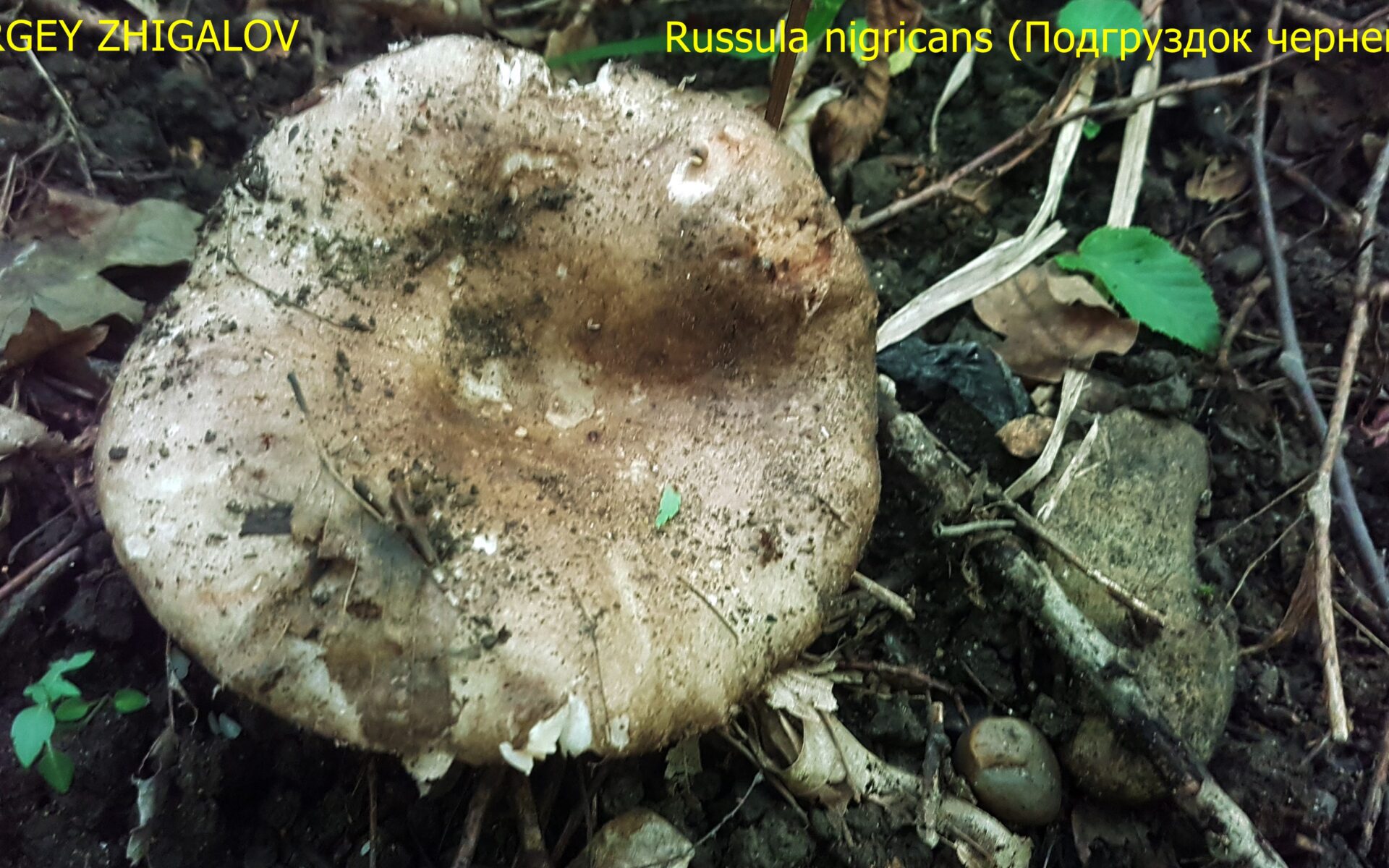 Подгруздок чернеющий Russula nigricans