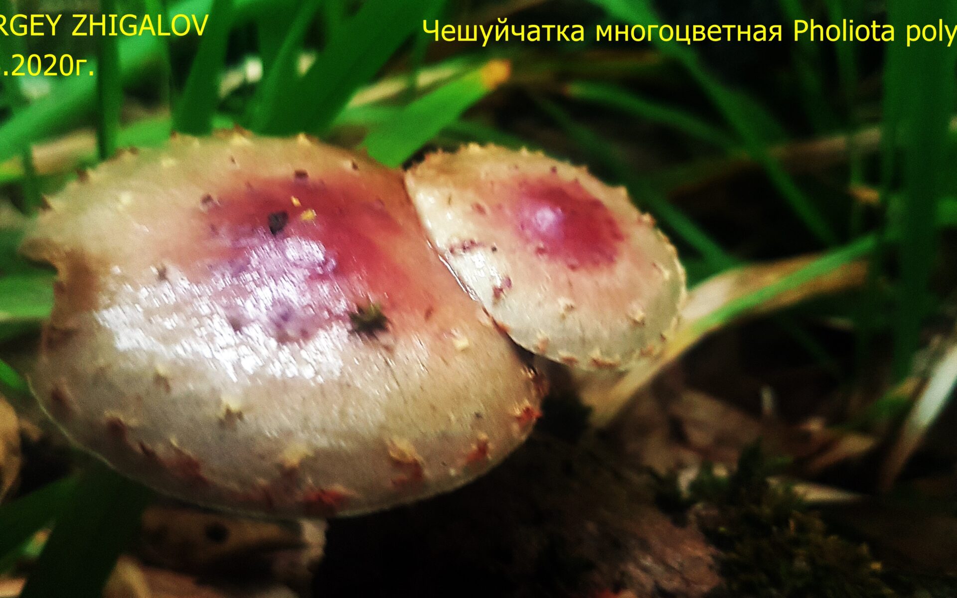 Чешуйчатка многоцветная Pholiota polychroa