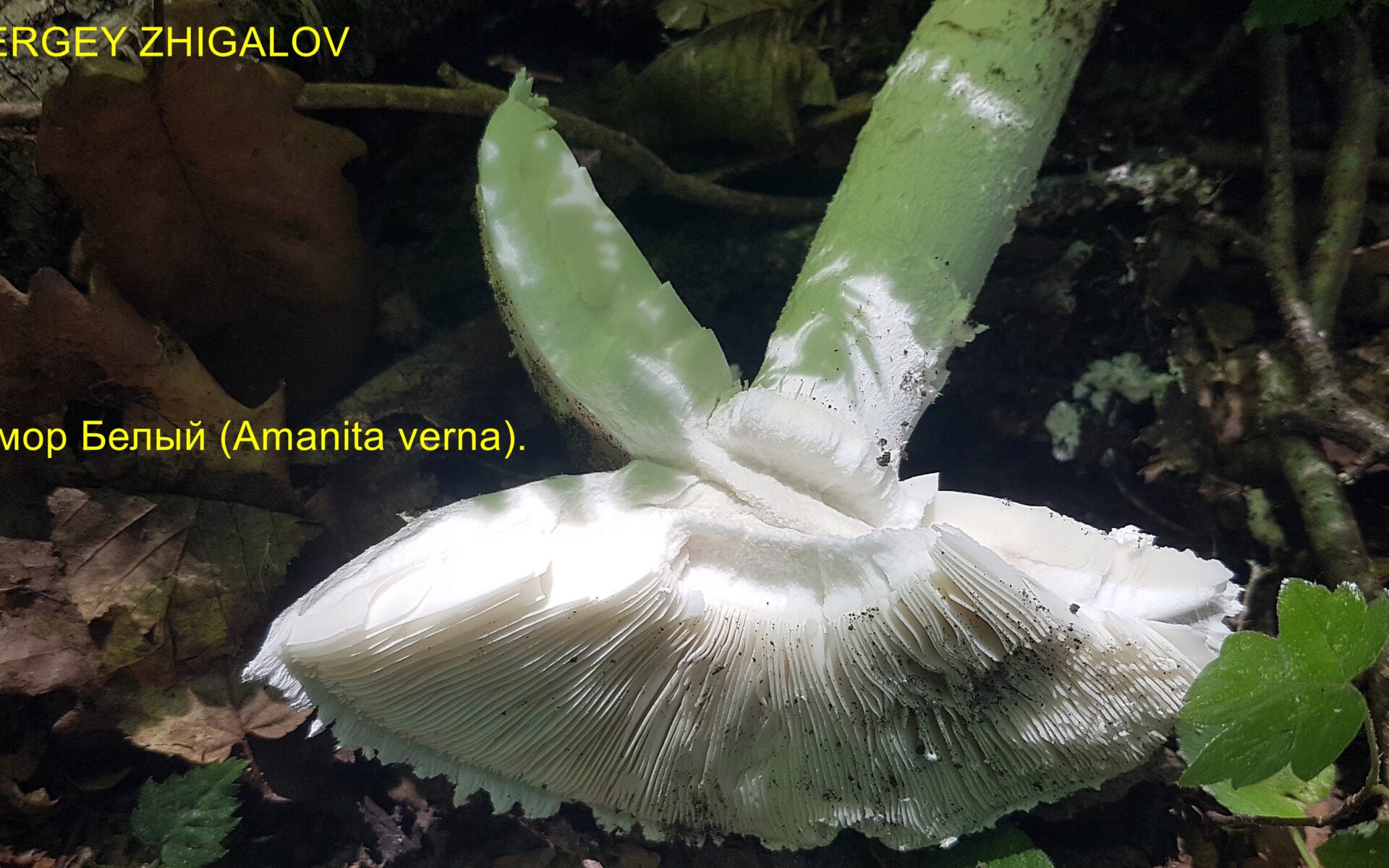 Мухомор белый (Мухомор весенний) Amanita verna