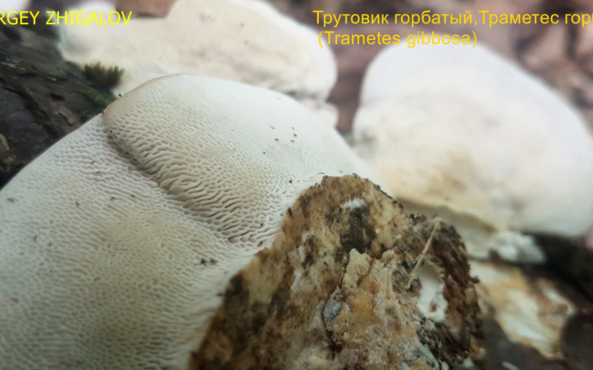 Траметес горбатый Trametes gibbosa