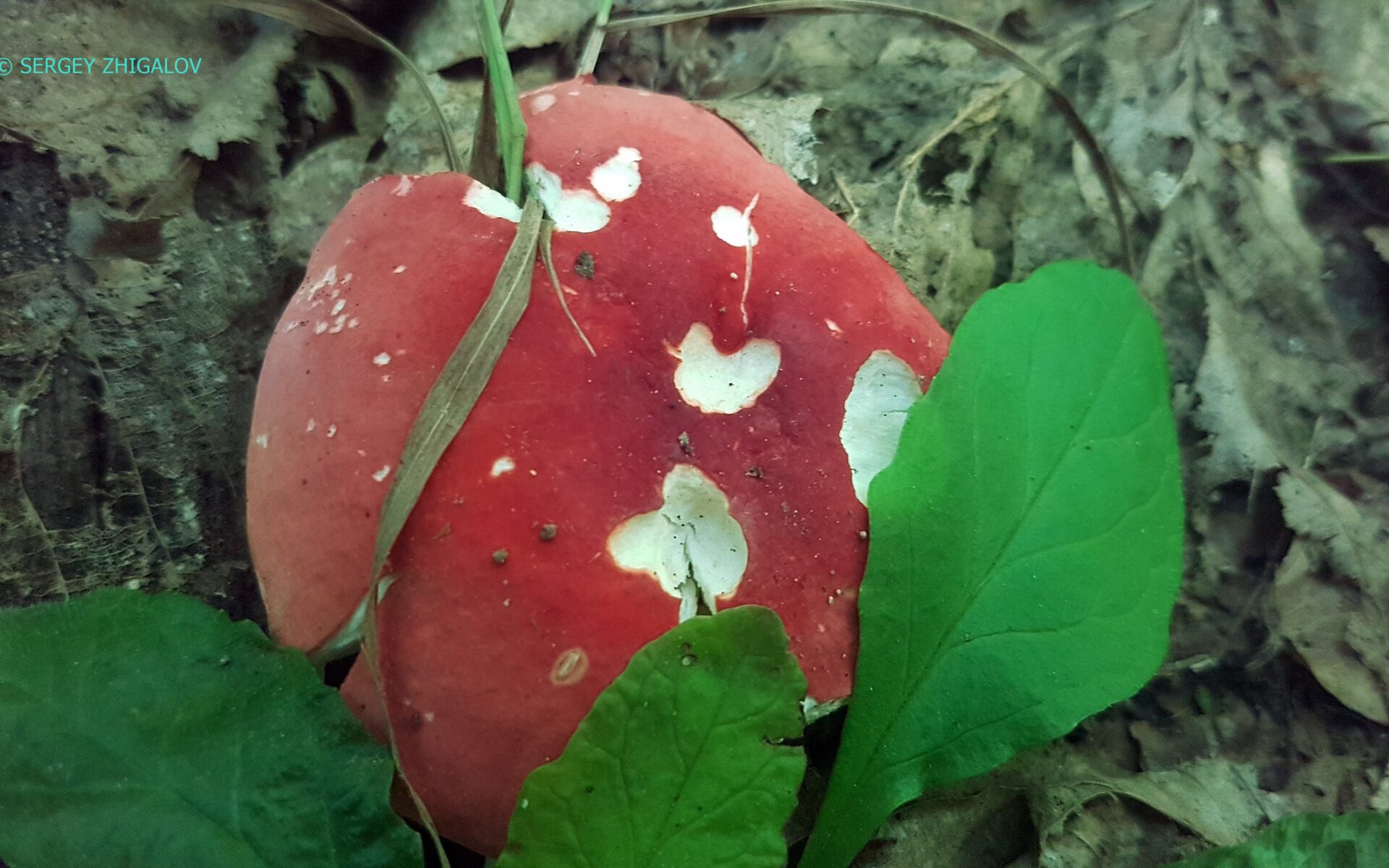 Сыроежка розовая Russula rosea