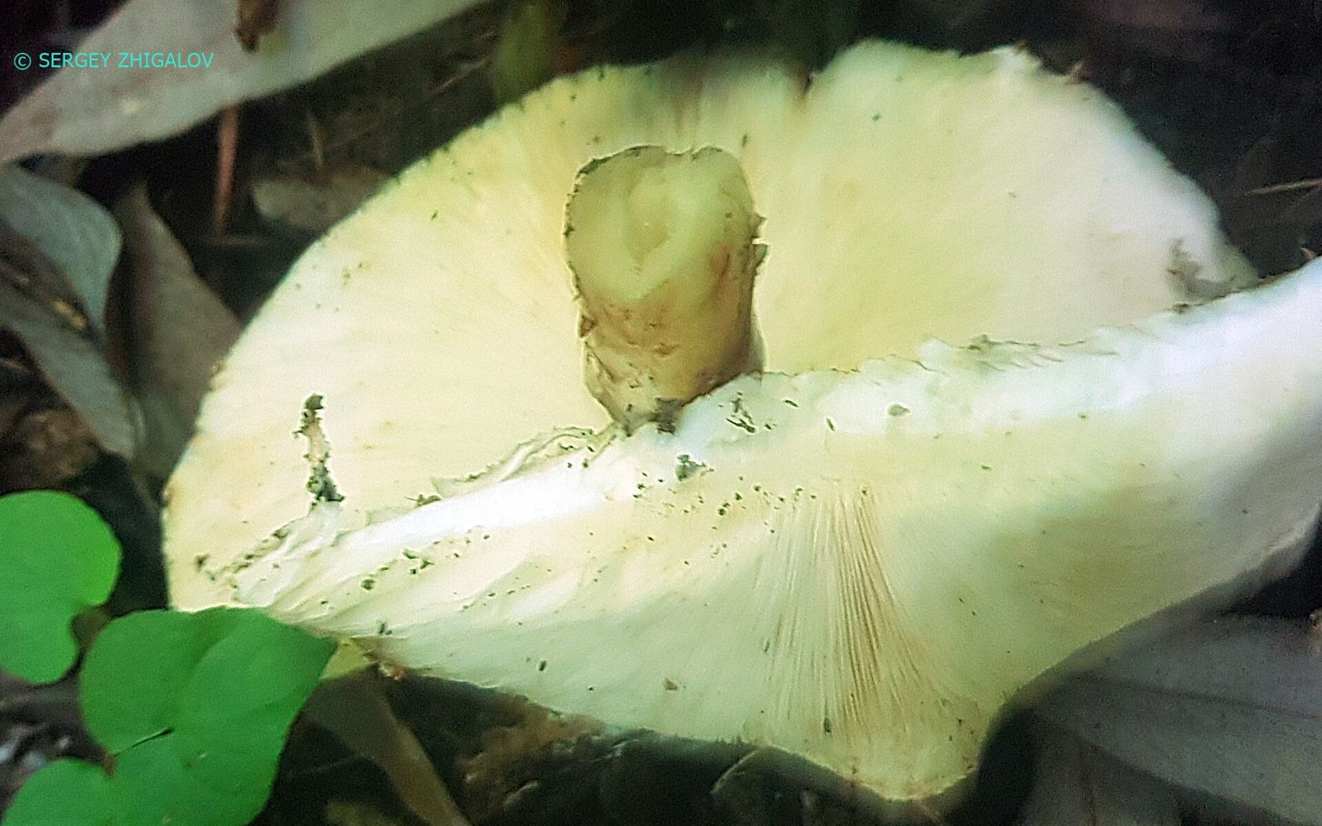 Лепиота острочешуйчатая Echinoderma asperum
