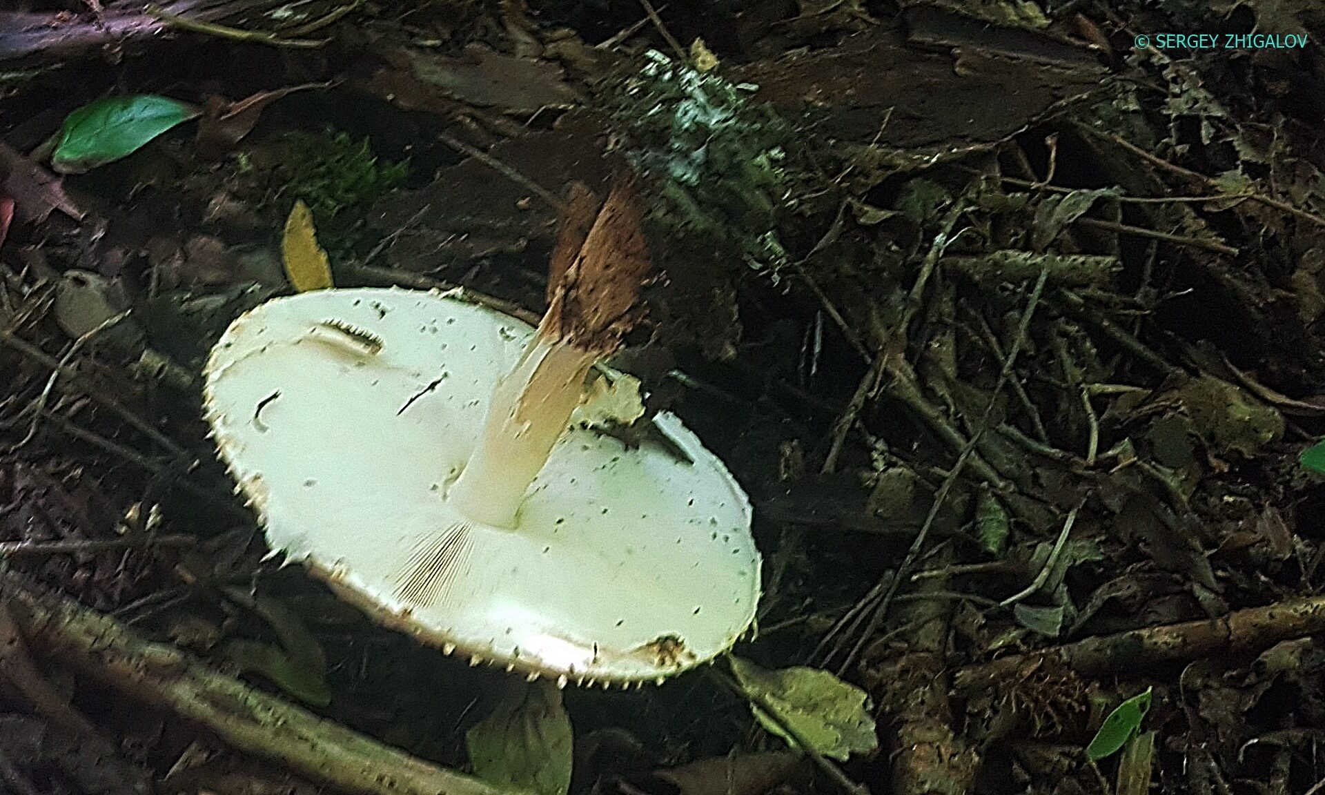 Лепиота острочешуйчатая Echinoderma asperum
