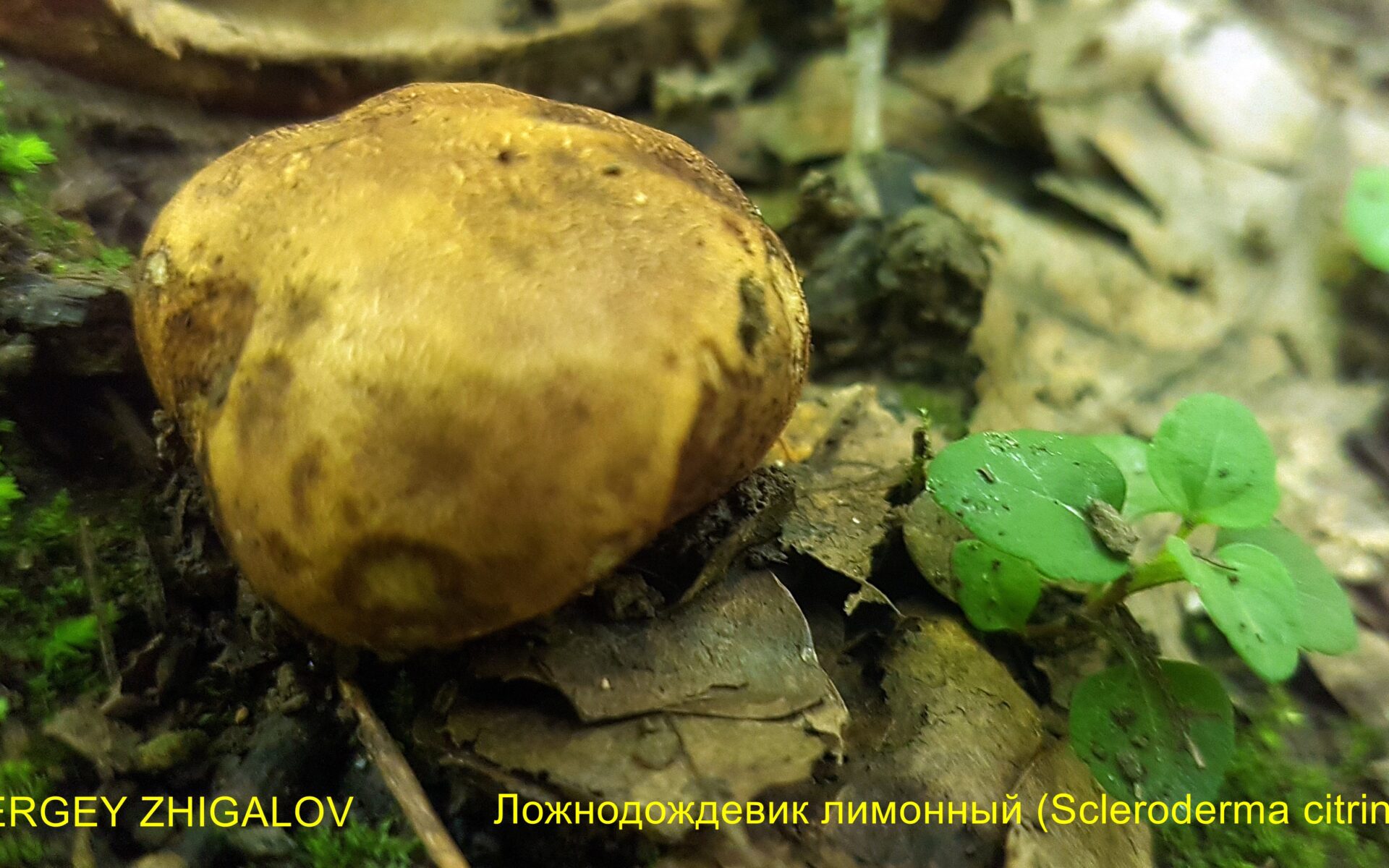 Ложнодождевик обыкновенный Scleroderma citrinum