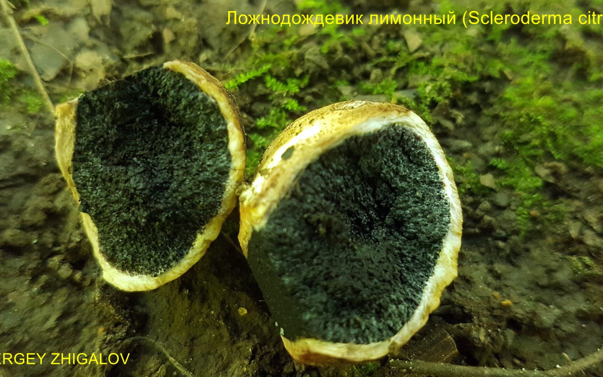 Ложнодождевик обыкновенный Scleroderma citrinum