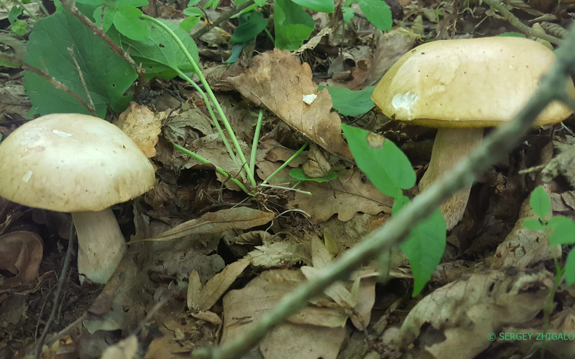 Белый гриб дубовый (Боровик сетчатый) Boletus reticulatus