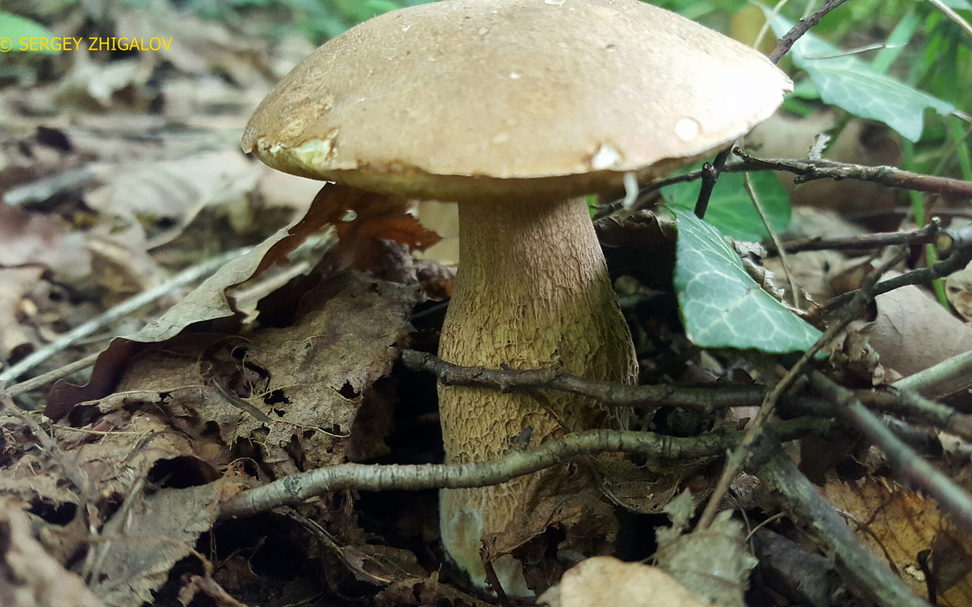 Белый гриб сетчатый Boletus reticulatus