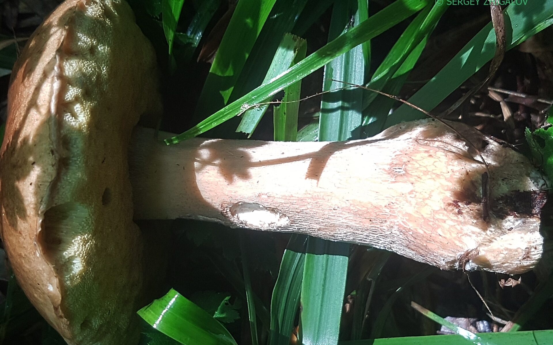 Белый гриб дубовый (Боровик сетчатый) Boletus reticulatus
